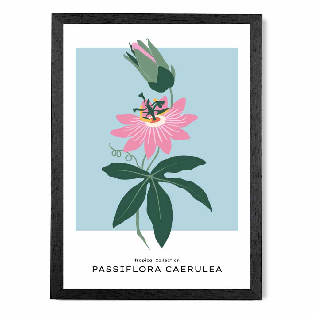 Modern Floral Blue, Pink Passion Flower Art Print | Wall Art Plaza UK