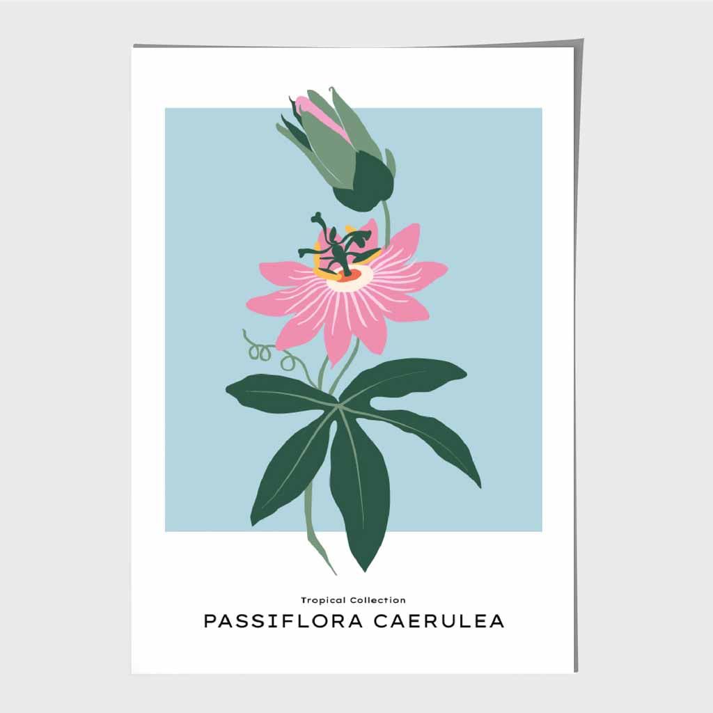 Modern Floral Blue, Pink Passion Flower Art Print | Wall Art Plaza UK