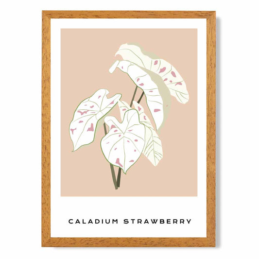 Modern Floral Beige, Pink Caladium Strawberry Star Art Poster | Wall Art Plaza UK