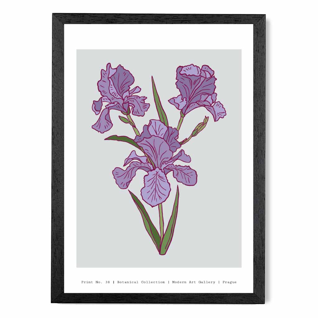 Modern Floral Grey, Purple Prague Iris Art Print | Wall Art Plaza UK