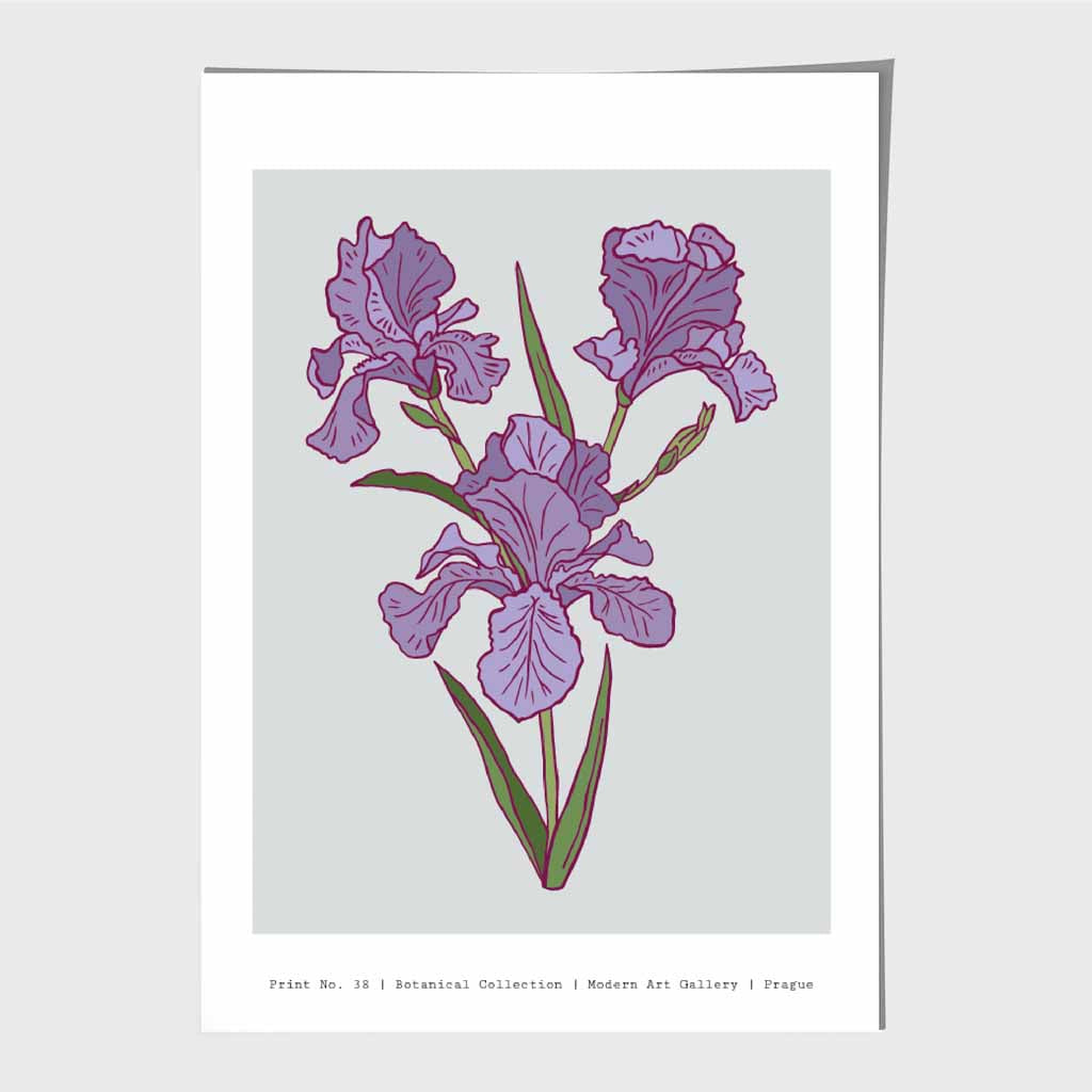 Modern Floral Grey, Purple Prague Iris Art Print | Wall Art Plaza UK